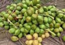 தேவை அதிகரிப்பால் நுங்கு, இளநீர் விலையை உயர்த்தும் வியாபாரிகள்